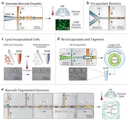 1657258337124462.jpg 應用于微生物的研究