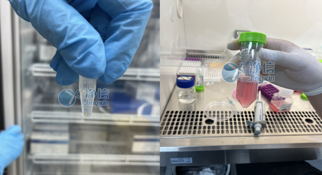 肝組織樣品細胞懸液制備實驗效果 肝組織樣品細胞懸液制備實驗效果