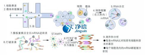 中國人自己的微流控單細胞測序儀來了！_微流控Drop-seq