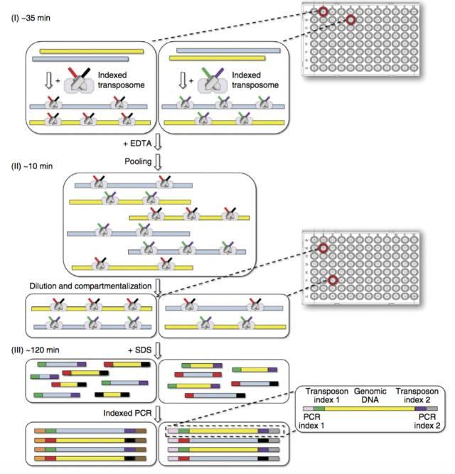 不使用微流控如何實現高通量測序單細胞基因組?